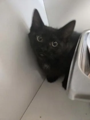 A baby small-sized male Domestic Short Hair cat named Mojo Jojo for adoption in Savannah, GA