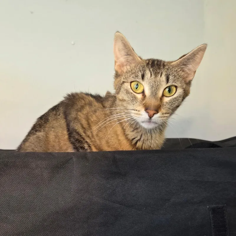 A young medium-sized female Brown / Chocolate Domestic Short Hair cat named Mabel for adoption in Chaska, MN