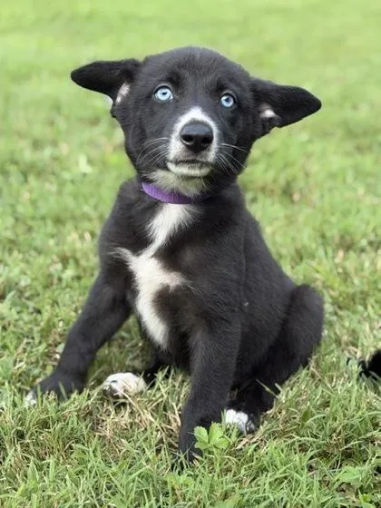 A baby medium-sized female Catahoula Leopard Dog dog named Vidalia for adoption in Malvern, PA