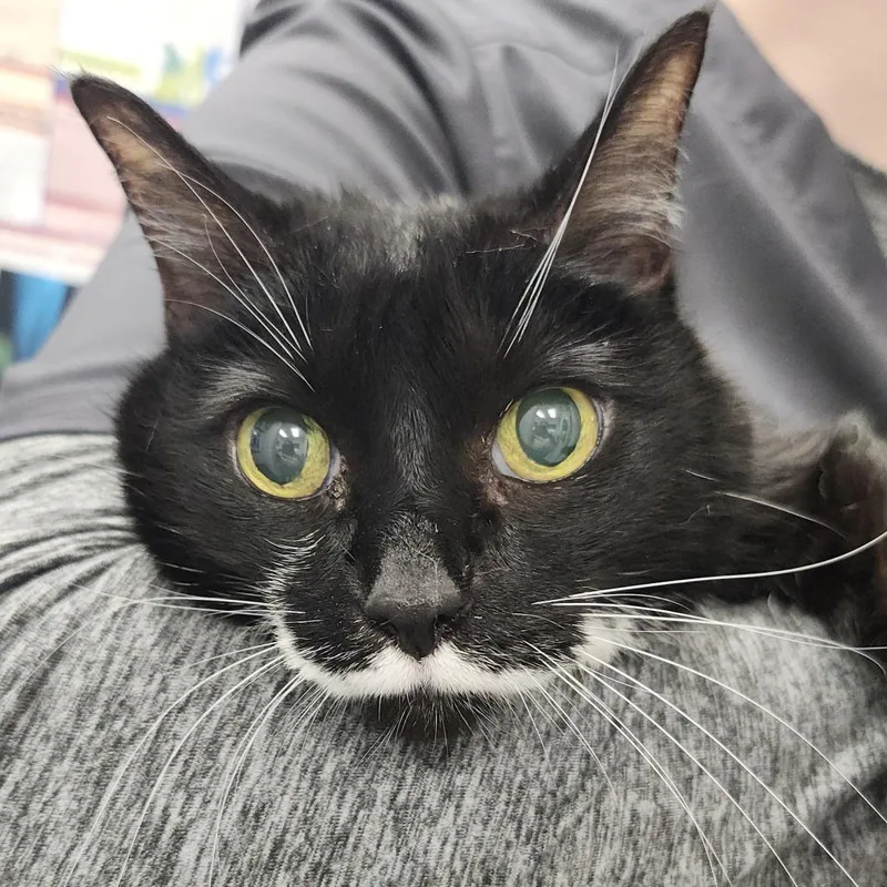 A senior large-sized male Black Domestic Medium Hair cat named Dozy for adoption in Clearwater, FL