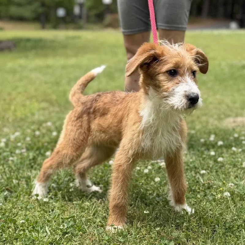 Nova