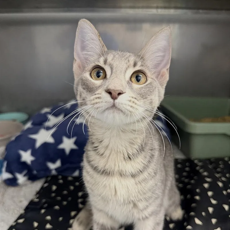 A baby small-sized female Gray / Blue / Silver Domestic Short Hair cat named Danica for adoption in Fort Lauderdale, FL
