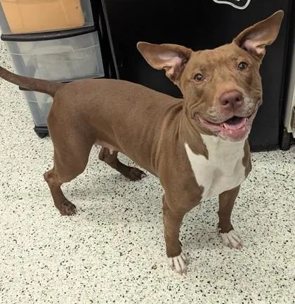An adult medium-sized female Mixed Breed dog named Rosella for adoption in Atlanta, GA