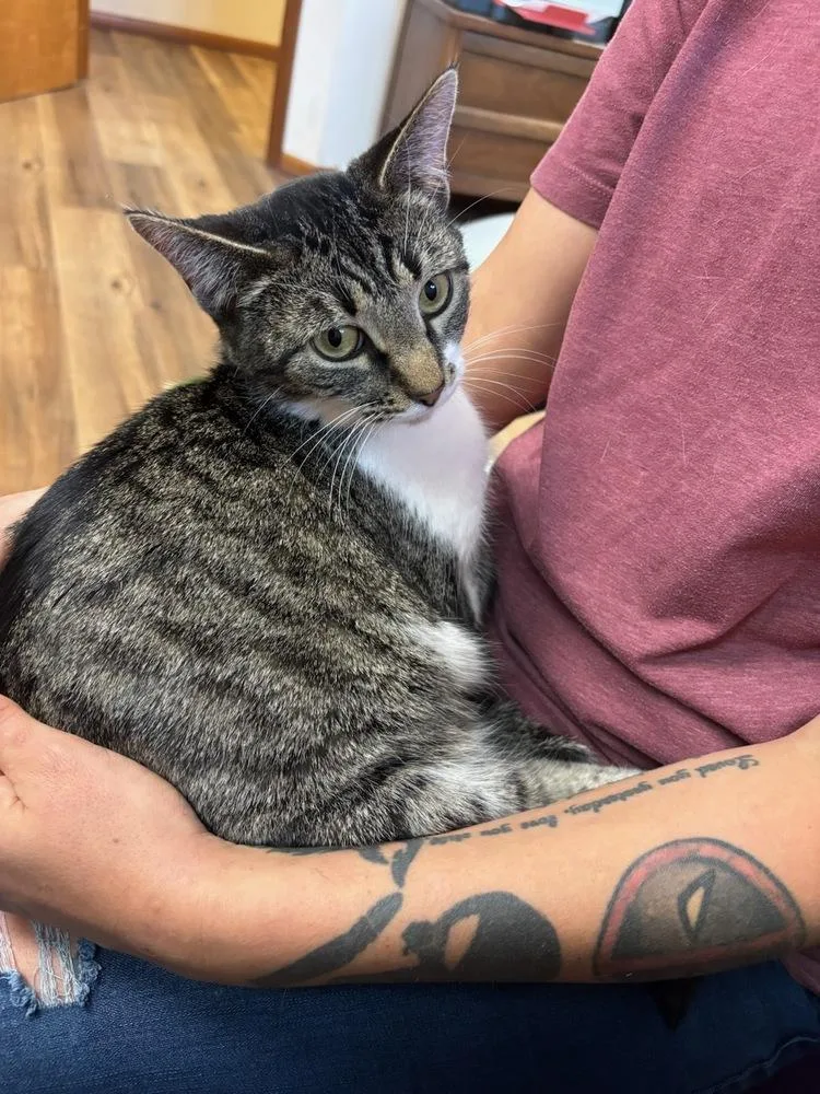 An adult medium-sized female Black & White / Tuxedo Domestic Short Hair cat named Marilynne for adoption in Lorain, OH