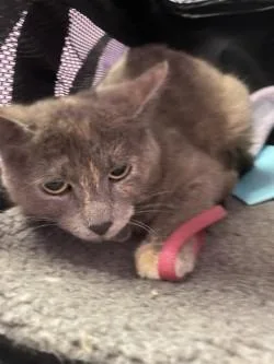 A young medium-sized female Gray / Blue / Silver Domestic Short Hair cat named 60828140 for adoption in El Paso, TX