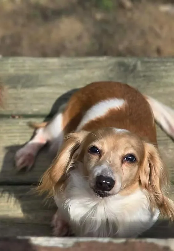 An adult small-sized female Dachshund dog named Marigold for adoption in New York, NY