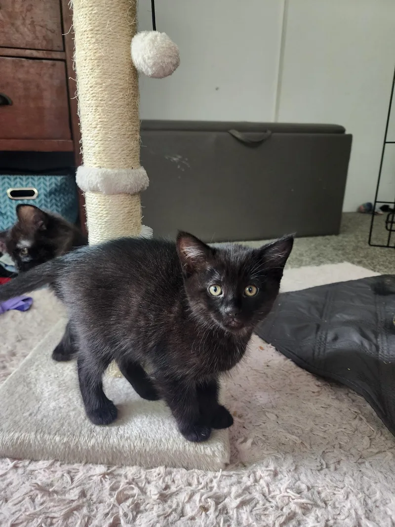 A baby small-sized male Domestic Medium Hair cat named Mick for adoption in Crystal Lake, IL