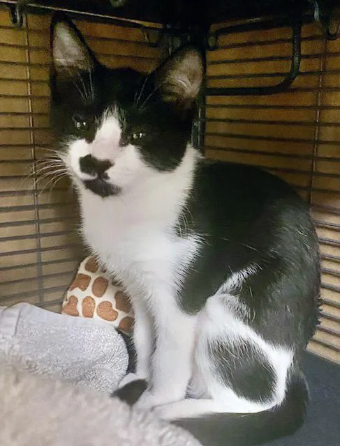 A baby medium-sized female Black & White / Tuxedo Domestic Short Hair cat named Lucy for adoption in Lake Monroe, FL