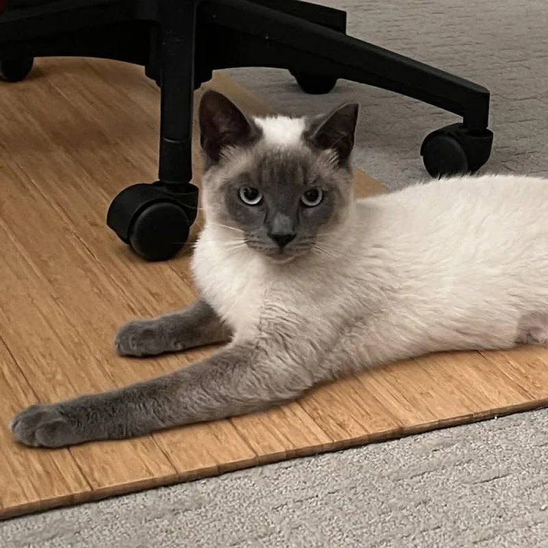 Whopper Jr. thumbnail 2