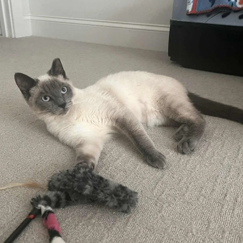 Whopper Jr. thumbnail 3