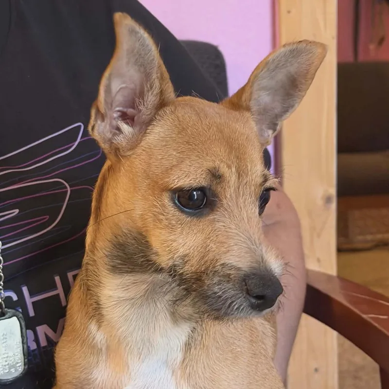 A baby small-sized female Yellow / Tan / Blond / Fawn Terrier dog named Pebbles for adoption in Floresville, TX
