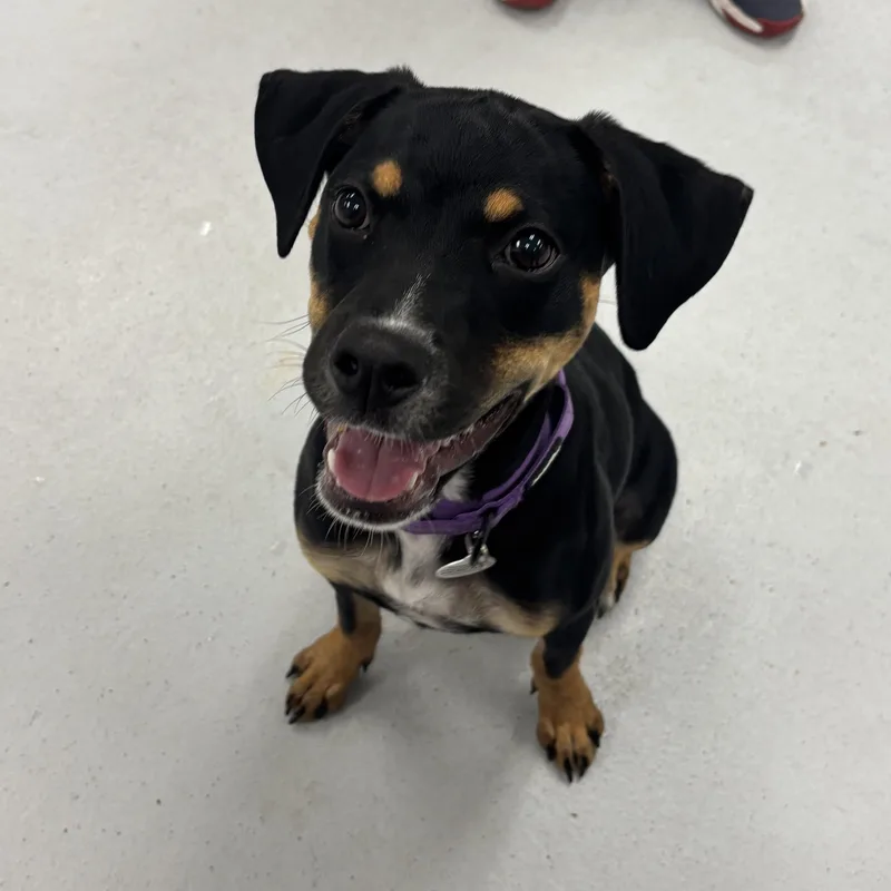 A baby small-sized female Miniature Pinscher dog named Nellie for adoption in Carneys Point, NJ