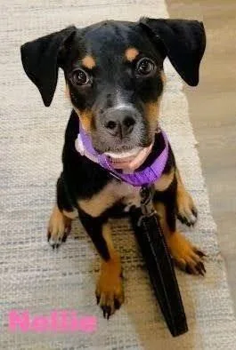 Nellie thumbnail 2