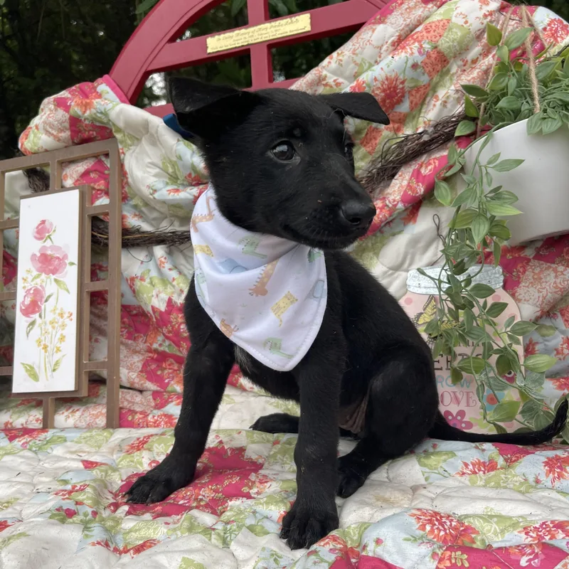 A baby medium-sized female Labrador Retriever dog named Maizie for adoption in Sebring, FL
