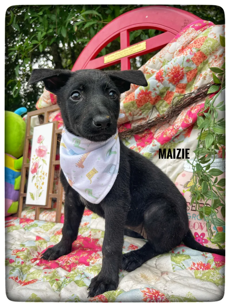 Maizie thumbnail 2