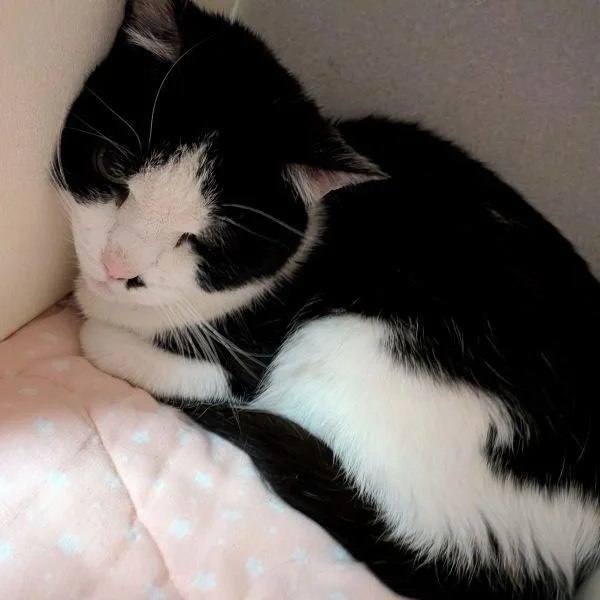 A senior medium-sized female Domestic Short Hair cat named Mai for adoption in Des Moines, IA
