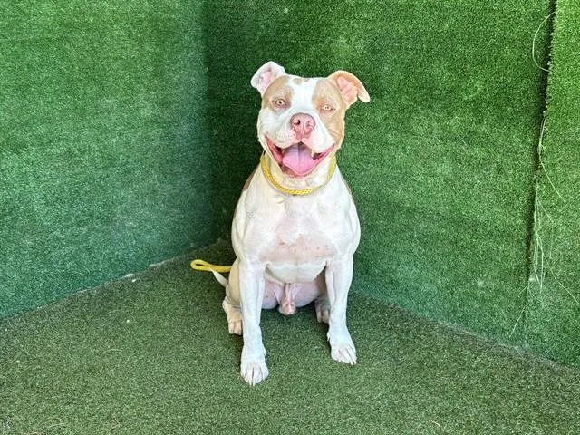 A young large-sized male Pit Bull Terrier dog named Marlow for adoption in Lancaster, CA