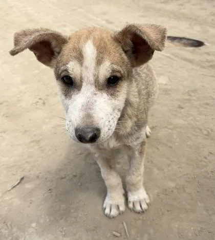 A baby small-sized male Shepherd dog named Sir Peter for adoption in Fresno, CA