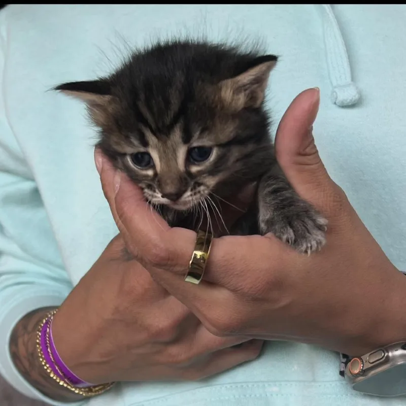 A baby small-sized female Black Domestic Short Hair cat named Delilah for adoption in Ferndale, MI