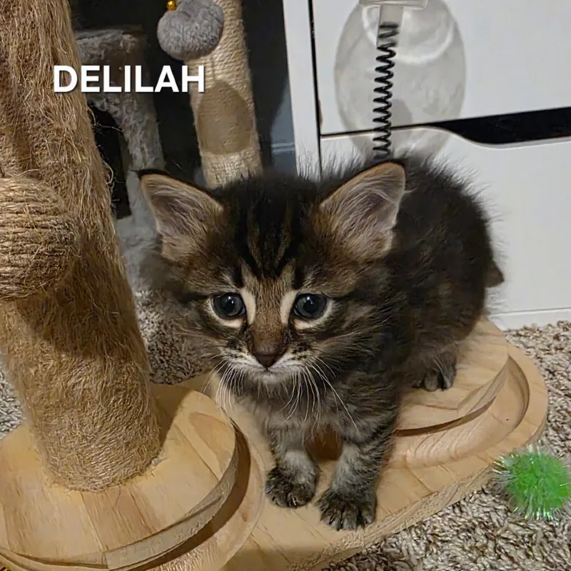 Delilah thumbnail 2