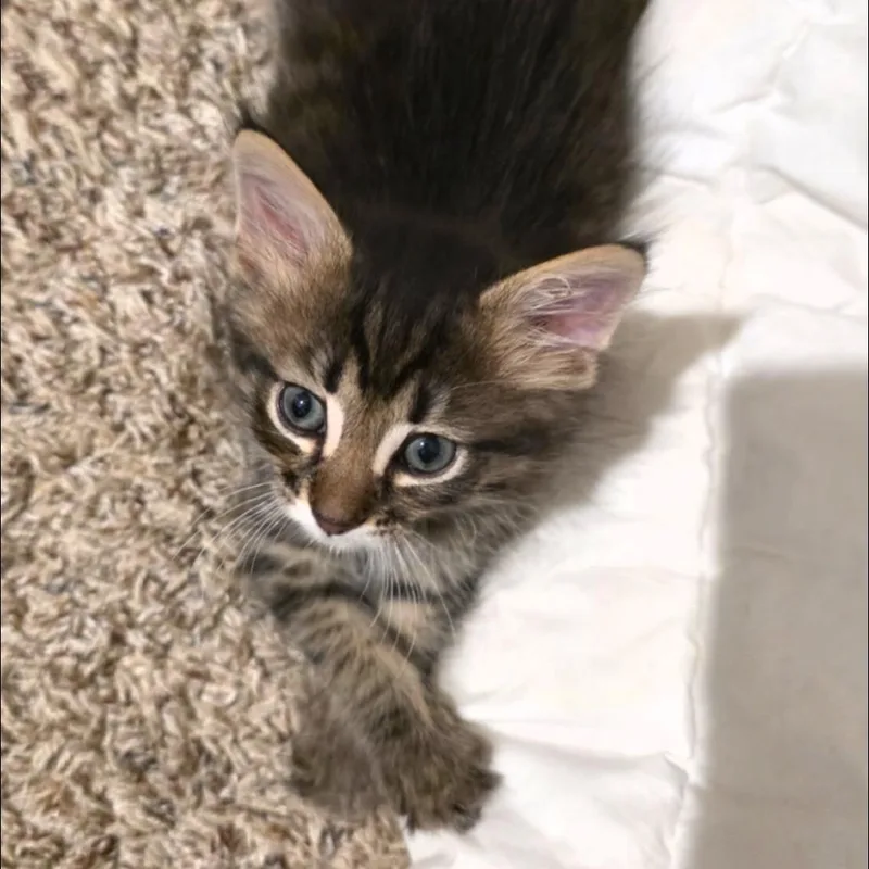 Delilah thumbnail 4