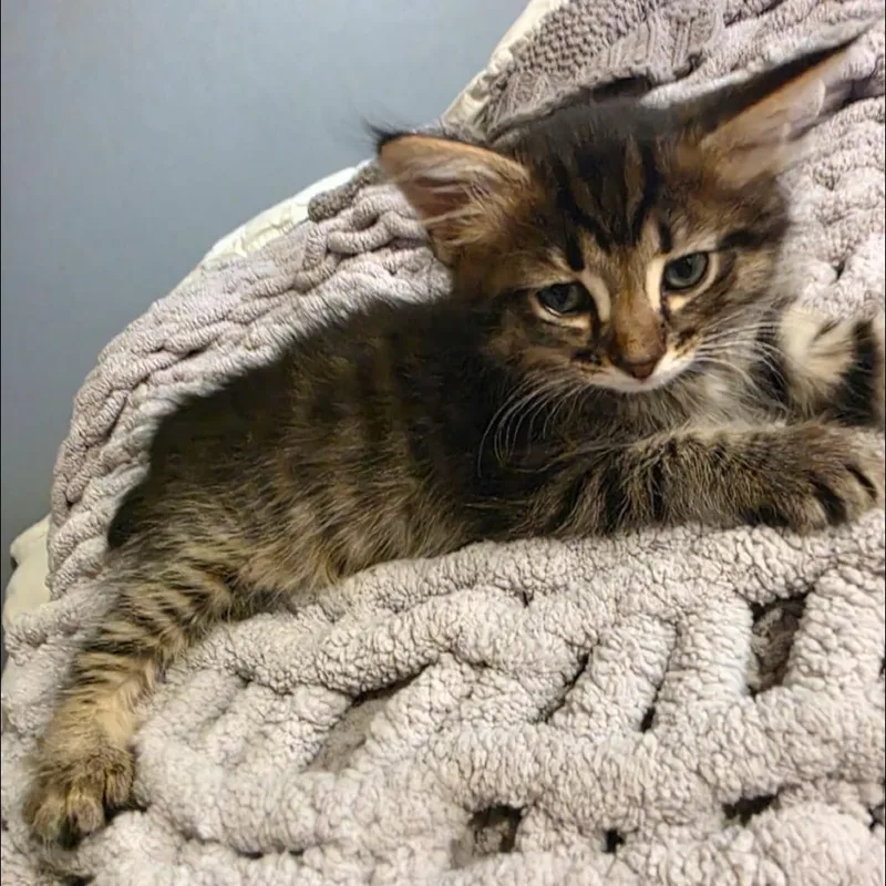 Delilah thumbnail 5