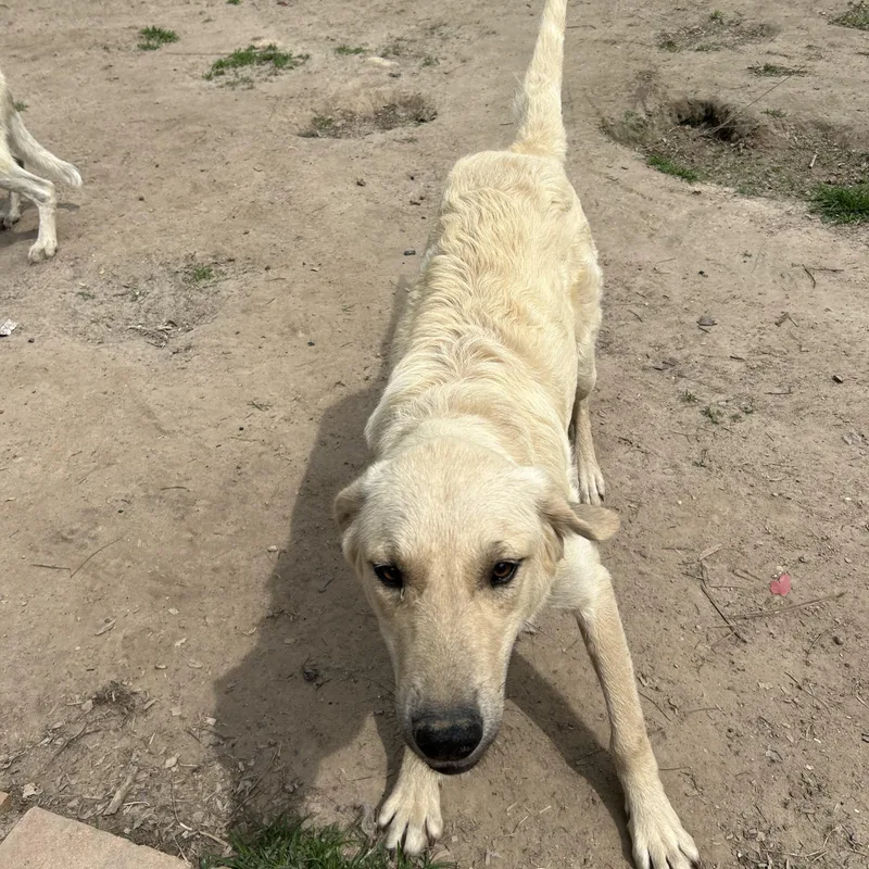 An adult medium-sized male Apricot / Beige Yellow Labrador Retriever dog named Luke for adoption in Pine Bluff, AR