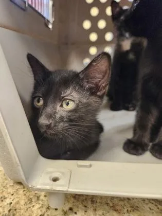 A baby small-sized male Domestic Short Hair cat named George for adoption in Independence, MO