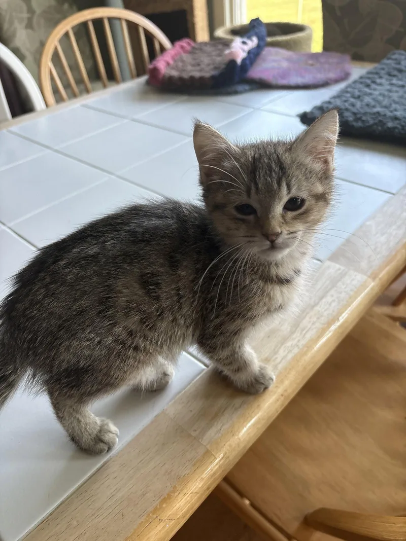 A baby medium-sized female Domestic Short Hair cat named Lovey Th for adoption in White Bluff, TN