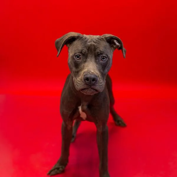 A young medium-sized male Pit Bull Terrier dog named Pen  Maxwell for adoption in Lawrenceville, GA