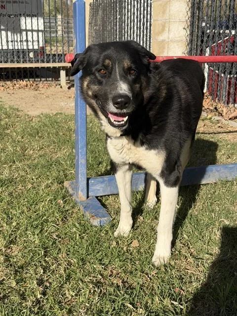 An adult large-sized male Bernese Mountain Dog dog named Willy for adoption in Riverside, CA