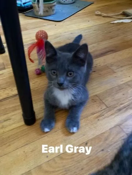 A baby small-sized male Gray & White Domestic Short Hair cat named Earl Grey for adoption in Turnersville, NJ