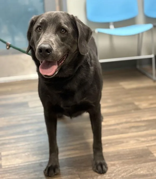 An adult extra large-sized male Labrador Retriever dog named Tucker for adoption in San Diego, CA