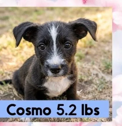 Cosmo
