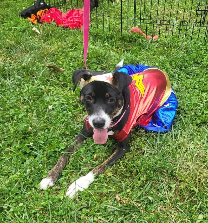 A baby medium-sized female Mountain Cur dog named Janet Jackson for adoption in Germantown, OH