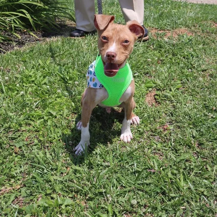 A baby medium-sized male Jack Russell Terrier dog named Bobby for adoption in Goshen, KY