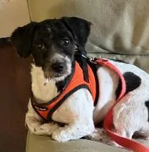 A young small-sized female Black Miniature Poodle dog named Allie for adoption in Melbourne, FL