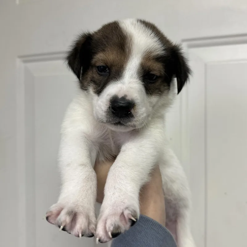 A baby medium-sized male Black Cattle Dog dog named Cheeks for adoption in Columbia, SC