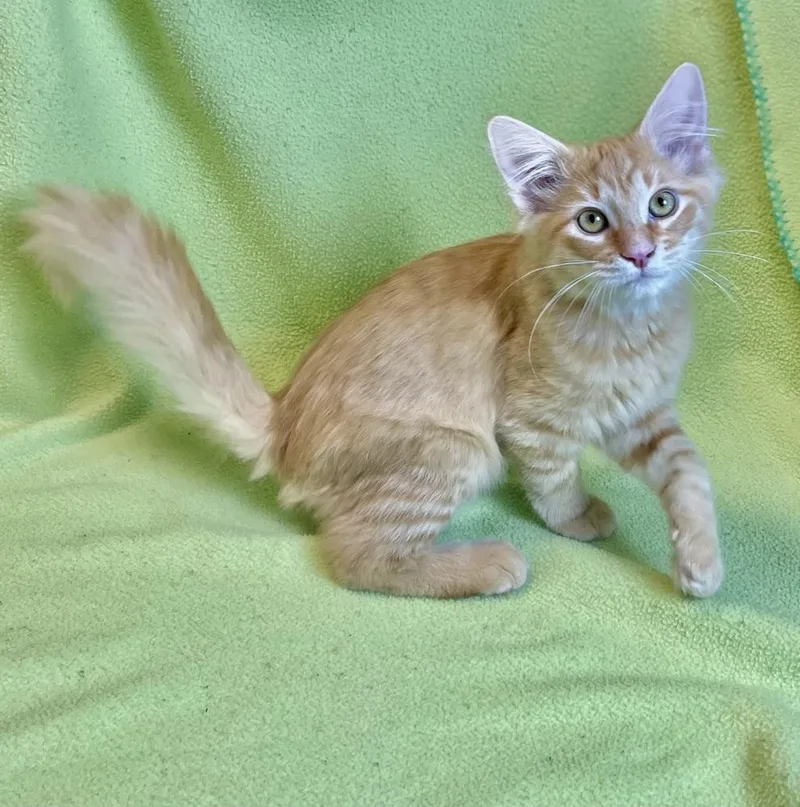 A baby small-sized male Tabby (Orange / Red) Domestic Long Hair cat named Rooney for adoption in Jamestown, CA