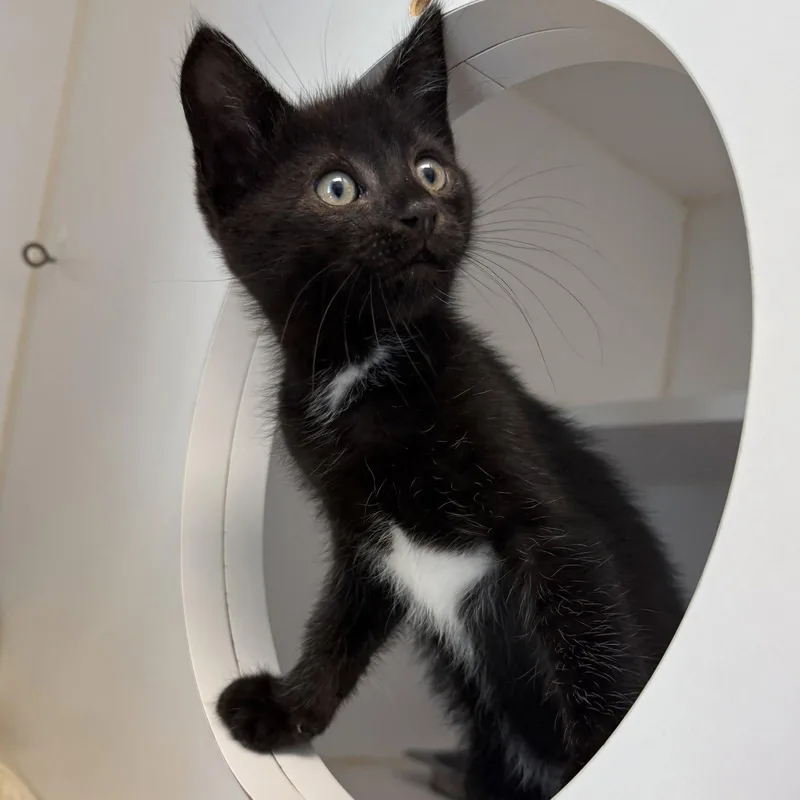 A baby small-sized male Black Domestic Short Hair cat named Hal for adoption in Oakland, CA