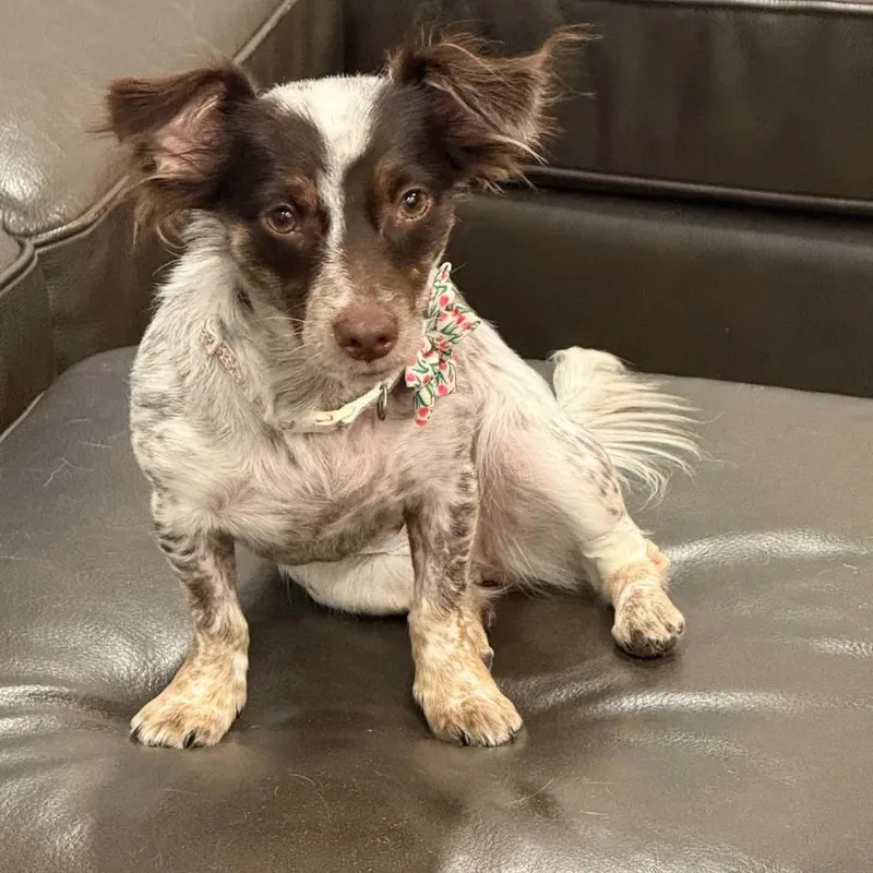 Slinky Chino Hills