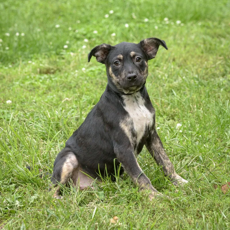 A baby medium-sized female Black Hound dog named Benita for adoption in Lambertville, NJ