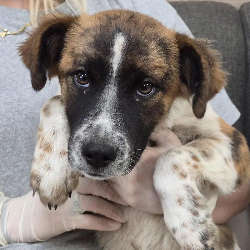 A baby small-sized male White / Cream Hound dog named Timmy Turner for adoption in Cleveland, MS