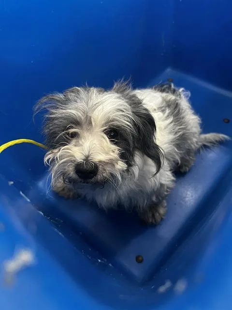 A young medium-sized female Mixed Breed dog named Raven for adoption in Dallas, TX