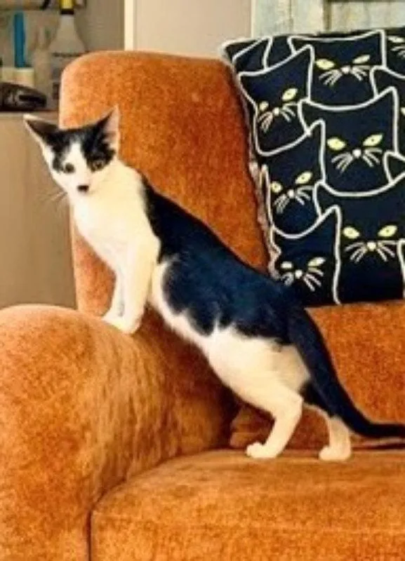 A young medium-sized male Black & White / Tuxedo Domestic Short Hair cat named Twix for adoption in Ocala, FL