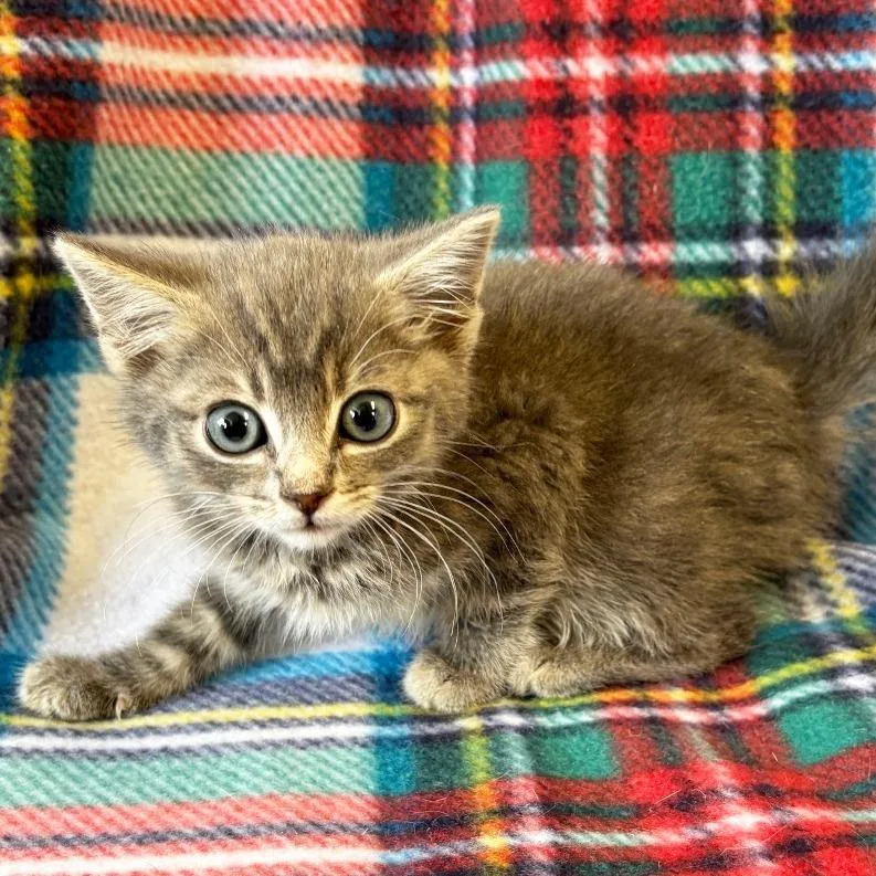 A baby small-sized male Gray / Blue / Silver Domestic Short Hair cat named Prescott for adoption in Mount Juliet, TN