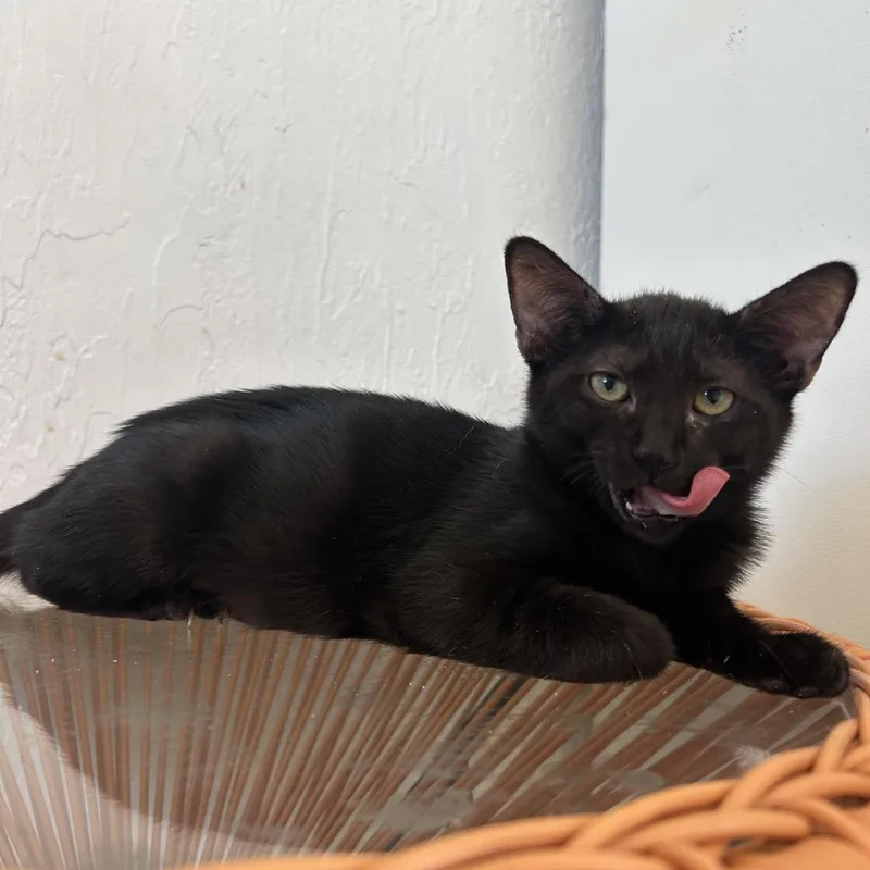 A baby small-sized female Domestic Short Hair cat named Paxil for adoption in Yucca Valley, CA