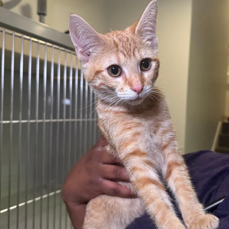 A baby small-sized female Orange / Red Domestic Short Hair cat named Eclair for adoption in Saint Charles, MO