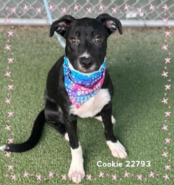 A baby medium-sized female Labrador Retriever dog named Cookie for adoption in Marietta, GA