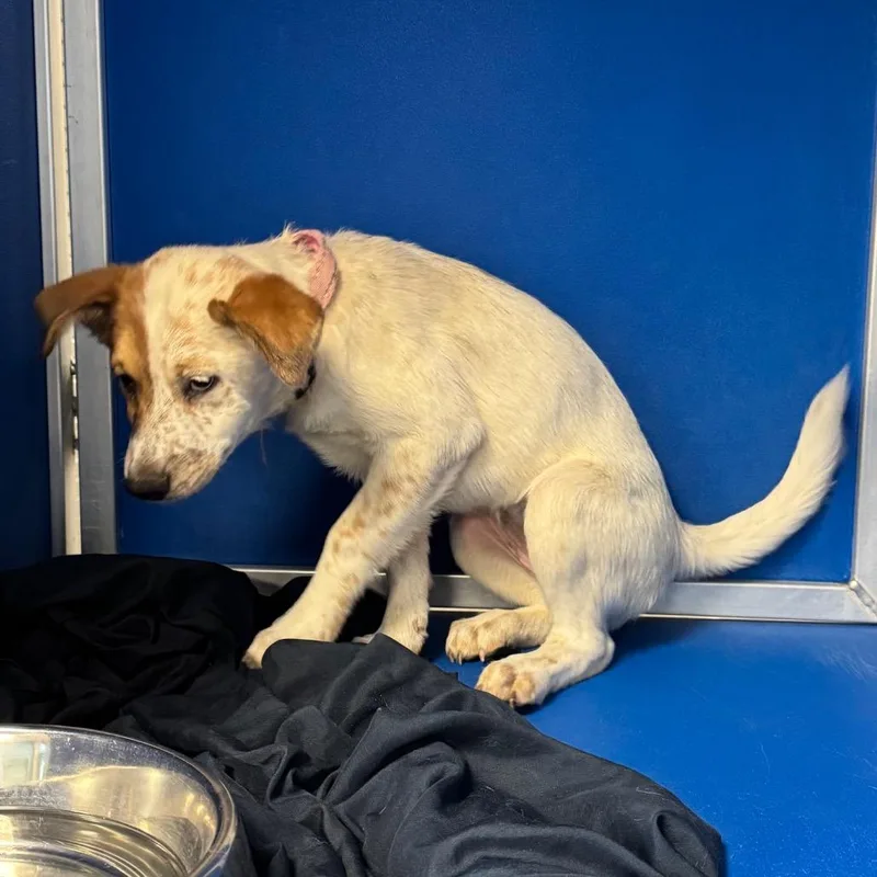 A baby small-sized female Brown / Chocolate Mixed Breed dog named Karter for adoption in Las Cruces, NM